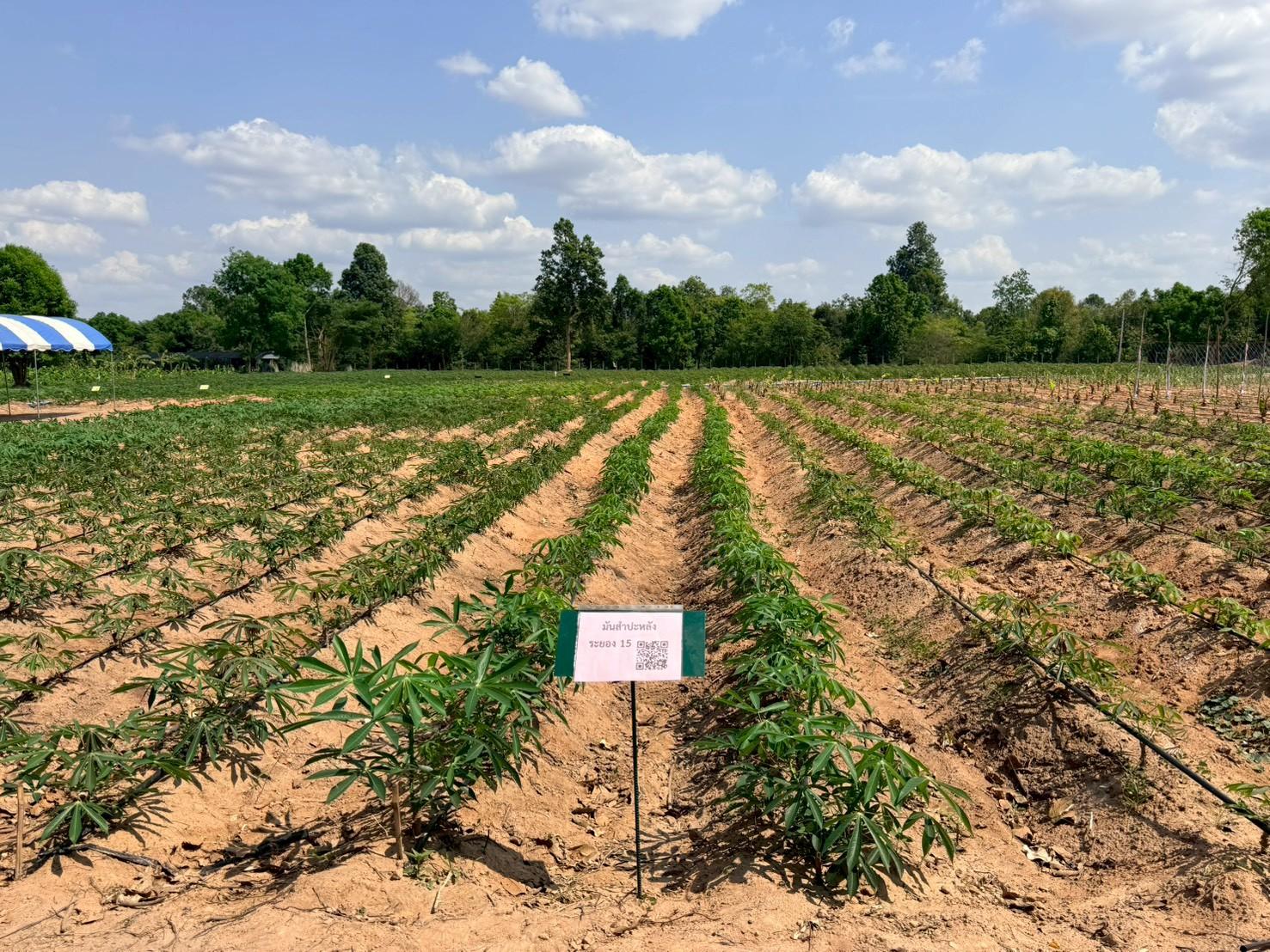 title - ส.ป.ก. ยโสธร ร่วมประชุมและลงพื้นที่ตรวจติดตามความก้าวหน้าผลการดำเนินงานตามแผนการตรวจราชการของผู้ตรวจราชการ (นางสุวรรณี ศรีสุวรรณ์) ประจำปีงบประมาณ พ.ศ.2569 รอบที่ 1 ในเขตตรวจราชการที่ 14 (จังหวัดยโสธร)